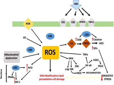 Potential of dietary hemp and cannabinoids to modulate immune response to enhance health and performance in animals: opportunities and challenges